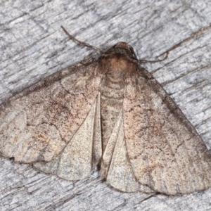 Dysbatus undescribed species at Melba, ACT - 16 Nov 2020