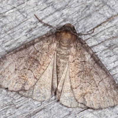 Dysbatus undescribed species (A Line-moth) at Melba, ACT - 16 Nov 2020 by kasiaaus