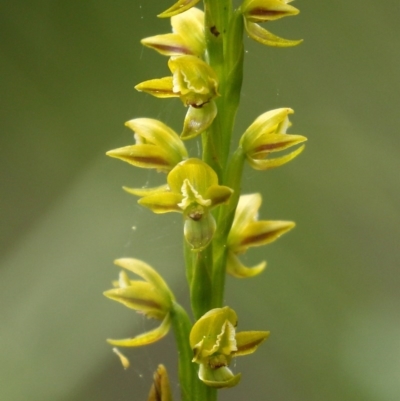 Prasophyllum flavum (Yellow Leek Orchid) at Morton National Park - 11 Dec 2020 by Snowflake
