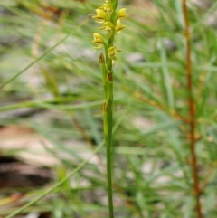 Prasophyllum flavum at Bundanoon, NSW - suppressed