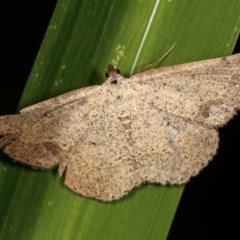 Taxeotis intextata (Looper Moth, Grey Taxeotis) at Melba, ACT - 16 Nov 2020 by kasiaaus