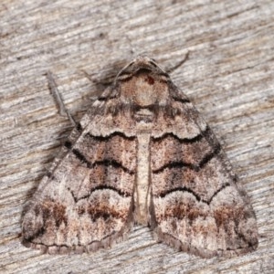 Dysbatus undescribed species at Melba, ACT - 16 Nov 2020 09:32 PM