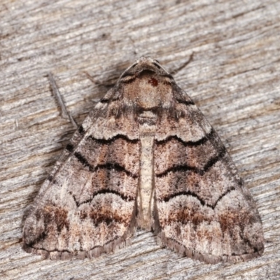 Dysbatus undescribed species (A Line-moth) at Melba, ACT - 16 Nov 2020 by kasiaaus