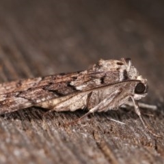 Dysbatus undescribed species at Melba, ACT - 16 Nov 2020 09:32 PM