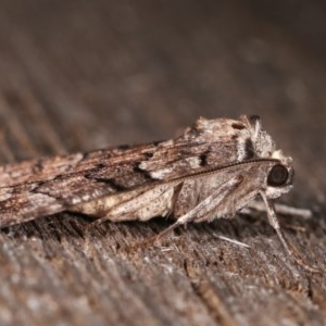 Dysbatus undescribed species at Melba, ACT - 16 Nov 2020 09:32 PM