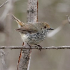 Acanthiza pusilla (Brown Thornbill) at Morton National Park - 12 Dec 2020 by Snowflake
