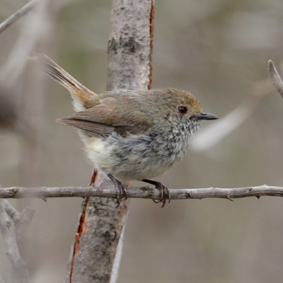 Acanthiza pusilla (Brown Thornbill) at Morton National Park - 12 Dec 2020 by Snowflake