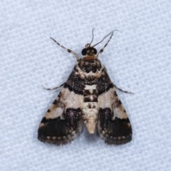 Orthaga sp near seminivea (A Pyralid moth (Epipaschinae) at Melba, ACT - 16 Nov 2020 by kasiaaus
