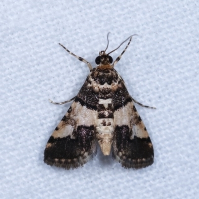 Orthaga sp near seminivea (A Pyralid moth (Epipaschinae) at Melba, ACT - 16 Nov 2020 by kasiaaus