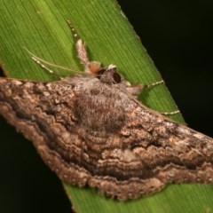 Eudesmeola lawsoni (Lawson's Night Moth) at Melba, ACT - 16 Nov 2020 by kasiaaus