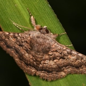 Eudesmeola lawsoni at Melba, ACT - 16 Nov 2020 11:49 PM