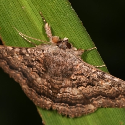 Eudesmeola lawsoni (Lawson's Night Moth) at Melba, ACT - 16 Nov 2020 by kasiaaus