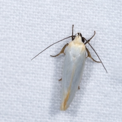 Xylorycta assimilis (A Xyloryctid moth) at Melba, ACT - 16 Nov 2020 by kasiaaus