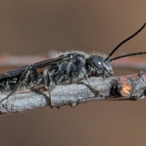 Tiphiidae (family) at O'Connor, ACT - 11 Dec 2020 02:27 PM