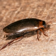 Rhantus suturalis (A predaceous diving beetle) at Melba, ACT - 16 Nov 2020 by kasiaaus