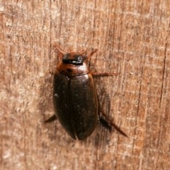 Rhantus suturalis at Melba, ACT - 16 Nov 2020