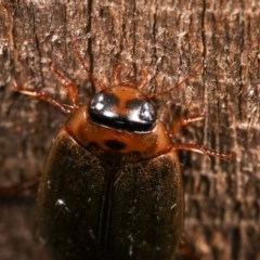 Rhantus suturalis at Melba, ACT - 16 Nov 2020