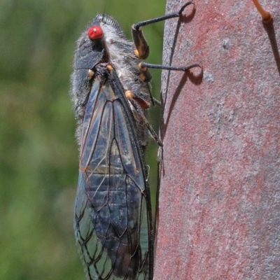 Psaltoda moerens (Redeye cicada) at O'Connor, ACT - 11 Dec 2020 by ConBoekel
