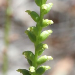 Microtis sp. (Onion Orchid) at Dryandra St Woodland - 11 Dec 2020 by ConBoekel