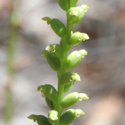 Microtis sp. (Onion Orchid) at O'Connor, ACT - 11 Dec 2020 by ConBoekel