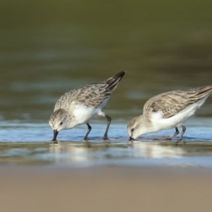 Calidris ruficollis at Tathra, NSW - 9 Dec 2020