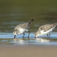 Calidris ruficollis (Red-necked Stint) at Tathra, NSW - 8 Dec 2020 by Leo