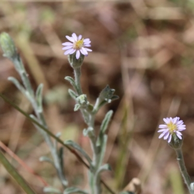 Vittadinia gracilis (New Holland Daisy) at Dryandra St Woodland - 11 Dec 2020 by ConBoekel