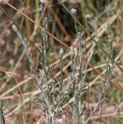 Vittadinia gracilis at O'Connor, ACT - 11 Dec 2020