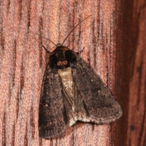 Proteuxoa provisional species 3 at Melba, ACT - 16 Nov 2020 09:47 PM