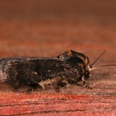 Proteuxoa provisional species 3 at Melba, ACT - 16 Nov 2020 09:47 PM