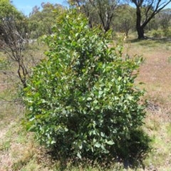 Eucalyptus sp. (A Gum Tree) at Namadgi National Park - 11 Dec 2020 by Christine