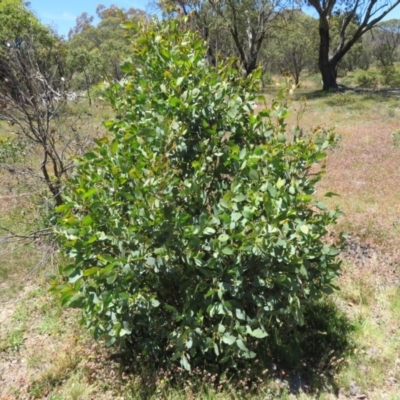 Eucalyptus (genus) (A Gum Tree) at Mount Clear, ACT - 11 Dec 2020 by Christine