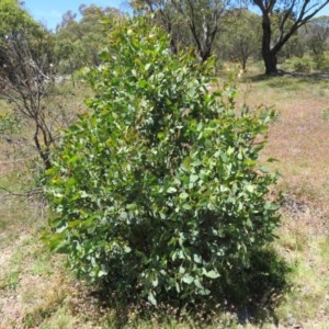 Eucalyptus sp. at Mount Clear, ACT - 11 Dec 2020