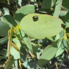 Eucalyptus sp. at Mount Clear, ACT - 11 Dec 2020