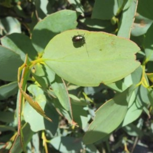 Eucalyptus sp. at Mount Clear, ACT - 11 Dec 2020