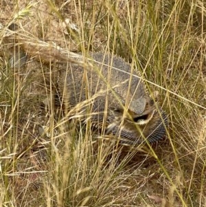 Pogona barbata at Deakin, ACT - 12 Dec 2020