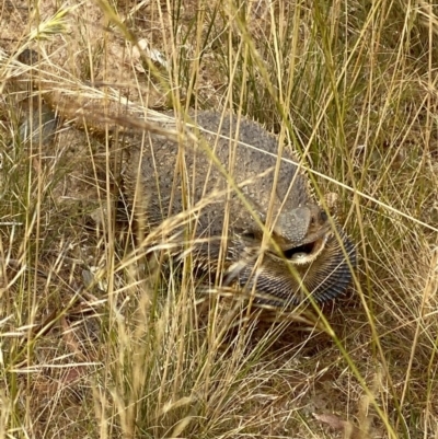 Pogona barbata (Eastern Bearded Dragon) at Deakin, ACT - 12 Dec 2020 by KL