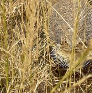 Pogona barbata at Deakin, ACT - 12 Dec 2020