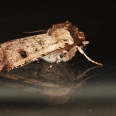 Agrotis porphyricollis at Melba, ACT - 16 Nov 2020 09:48 PM