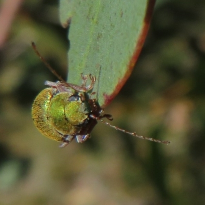 Edusella puberula (Leaf beetle) at Mount Clear, ACT - 11 Dec 2020 by Christine