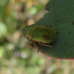 Edusella puberula at Mount Clear, ACT - 11 Dec 2020