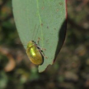 Edusella puberula at Mount Clear, ACT - 11 Dec 2020