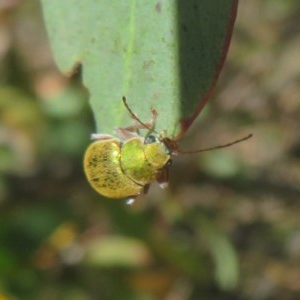 Edusella puberula at Mount Clear, ACT - 11 Dec 2020