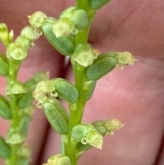 Microtis sp. (Onion Orchid) at Bungendore, NSW - 11 Dec 2020 by yellowboxwoodland