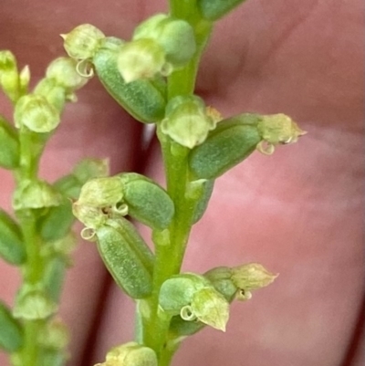 Microtis sp. (Onion Orchid) at Bungendore, NSW - 12 Dec 2020 by yellowboxwoodland