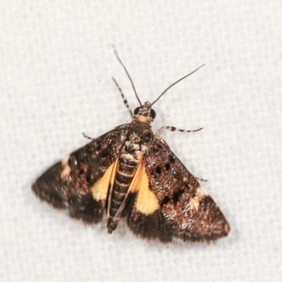 Heliothela ophideresana (A Crambid Moth (Scopariinae)) at Melba, ACT - 16 Nov 2020 by kasiaaus