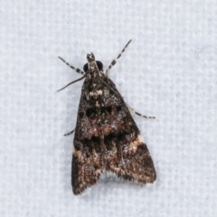 Heliothela ophideresana at Melba, ACT - 16 Nov 2020