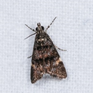 Heliothela ophideresana at Melba, ACT - 16 Nov 2020