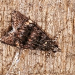 Heliothela ophideresana at Melba, ACT - 16 Nov 2020