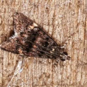 Heliothela ophideresana at Melba, ACT - 16 Nov 2020